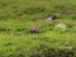 Red Grouse (male) in flight, Scotland