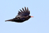 Chough in flight near Ardnave Loch, Islay