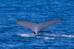 Fluke 3 0A3A4639