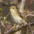 Willow Warbler