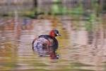 Little Grebe