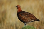 Red Grouse