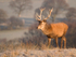 Red Deer Stag