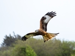 Red Kite