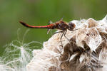 Common Darter Dragonfly