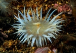 Sagartia elegans nivea