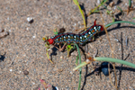 Spurge Hawk-moth caterpillar Hyles euphorbiae-1359