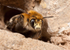 Anthophora  plumipes (m)
