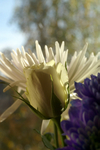 Flowers Set 1 - 09