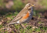Redwing 2