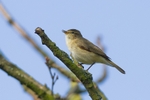Chiffchaff portfolio