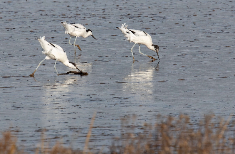 Pied Avocet - Dee Estuary - North Wales