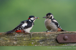 Begging Greater Spotted Woodpecker chick