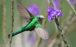 Green-Tailed Trainbearer