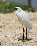 Little Egret with open bill showing serrated tongue on Brownsea Island