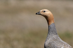 Ruddy-headed Goose portrait, Carcass Island, Falklands