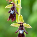 Fly Orchid (Ophrys insectifera)