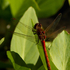 Sympetrum striolatum
