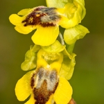 Small yellow Ophrys (Ophrys lutea ssp galilea also called Ophrys sicula)