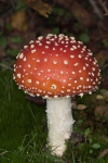 Fly Agaric