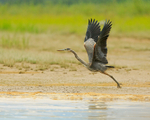Great Blue Heron takes off, Mud Lake, Canada