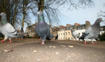 Pigeons on the march in Bristol city centre_00432