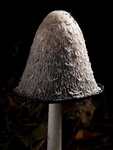 Shaggy Inkcap