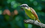 IMG_5494 Great Kiskadee, Costa Rica