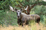 Bull Moose standing still, Flatanger, Norway