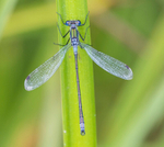Emerald Damselfly.