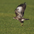 Buzzard takes off from a field