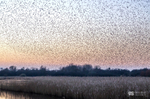 Starling Murmurations, Avalon Marshes_GS1130