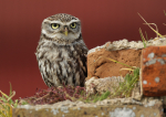 Little Owl