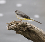 Grey Wagtail