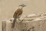 Black Crowned Chagra.