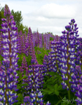 Alaskan Lupines 6