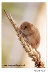 Harvest-Mouse