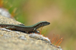 Common Wall Lizard