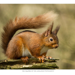 Fine Art Prints portfolio