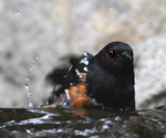 Spotted Towhee, male