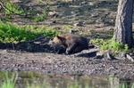 Brown Bear cub