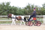 Class 2 - Exercise Vehicle 13.2hh & Under portfolio