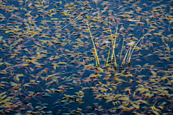Gold on Pond