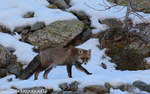Renard roux.