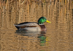 Mallard
