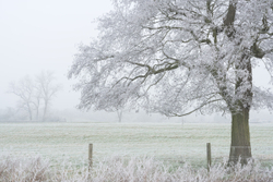 January hoar frost