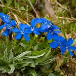 Spring gentian (Gentiana verna)
