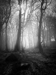 Woodland Light