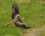 Red Kite