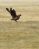 Great Skua with wings outstretched, Jokulsarlon, Iceland